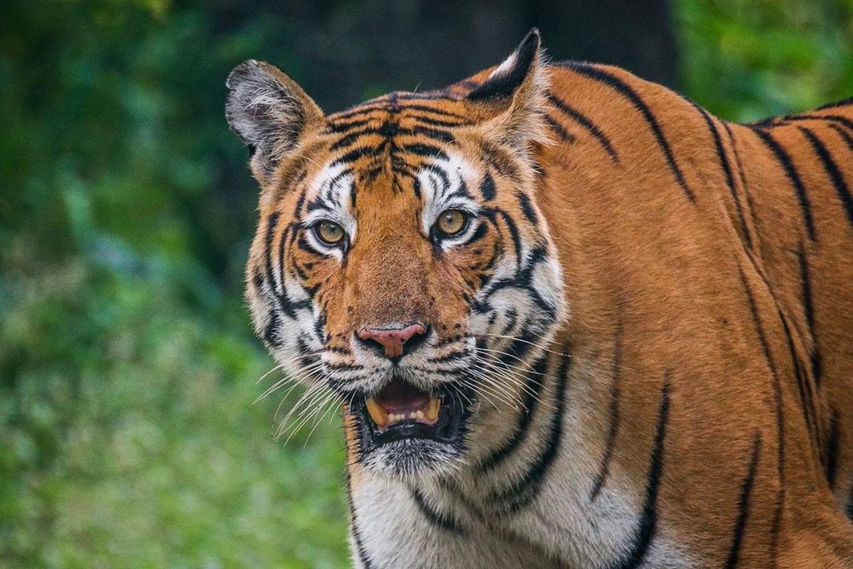 One of the boldest and also the most loved #tigers of #centralIndia - #Dhawajhandi Female (#T27) from #Kanha. 🐅 #wildlife #wildlifephotography #naturephotography #indianwildlife #kanhanationalpark #madhyapradesh #mptourism @mptourism #bigcatsofindia #natgeowild #indiwild