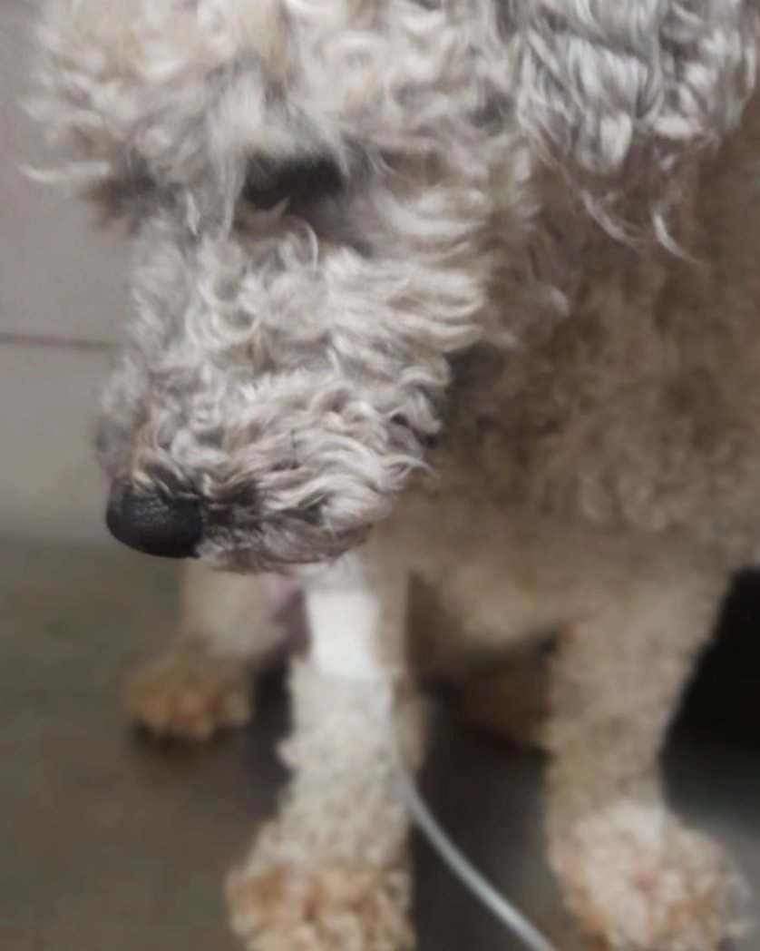 misuperamigo's tweet photo. POR FAVOR AYUDA 🙏🙏
ESTABA EN UNA CASA CON MUCHO MIEDO SI SE QUEJABA DEL DOLOR COBRABA  SE ESCONDÍA PARA NO RECIBIR GOLPES EN QUE SOCIEDAD ESTAMOS VIVIENDO ! 
POR QUÉ ADOPTAN SI NO TIENEN PACIENCIA.. QUEDA INTERNADO CON PRONÓSTICO RESERVADO TIENE UNA GASTROENTERITIS! https://t.co/SjA5vAGTrL