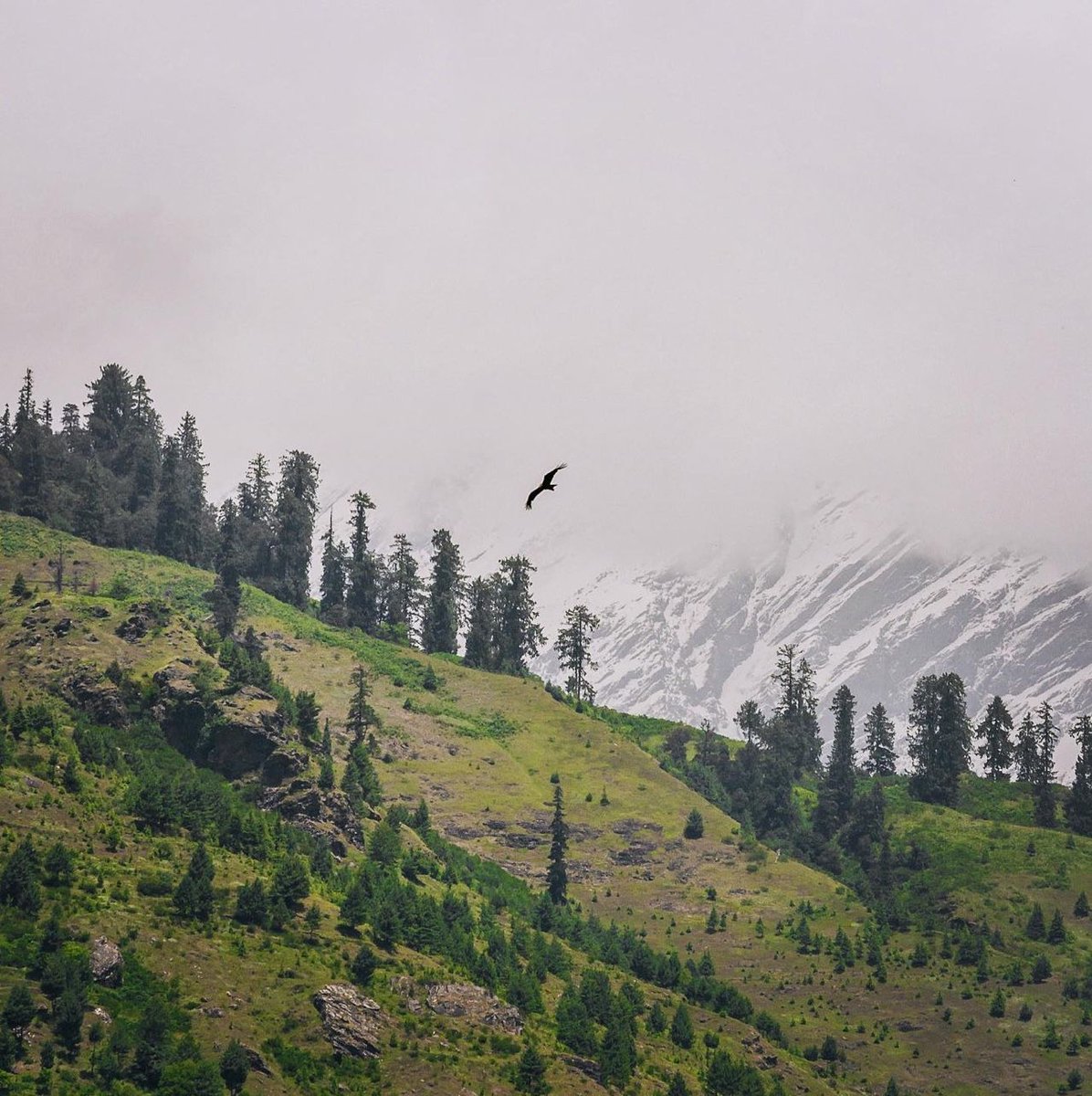 Climb the #mountain not to plant your #flag, but to embrace the #challenge, enjoy the #air and behold the #view. Climb it so you can see the #world, not so the world can see you. 🗻 #landscapephotography #soaring #indiwild @IndiAves #wildlifephotography #manali @hp_tourism