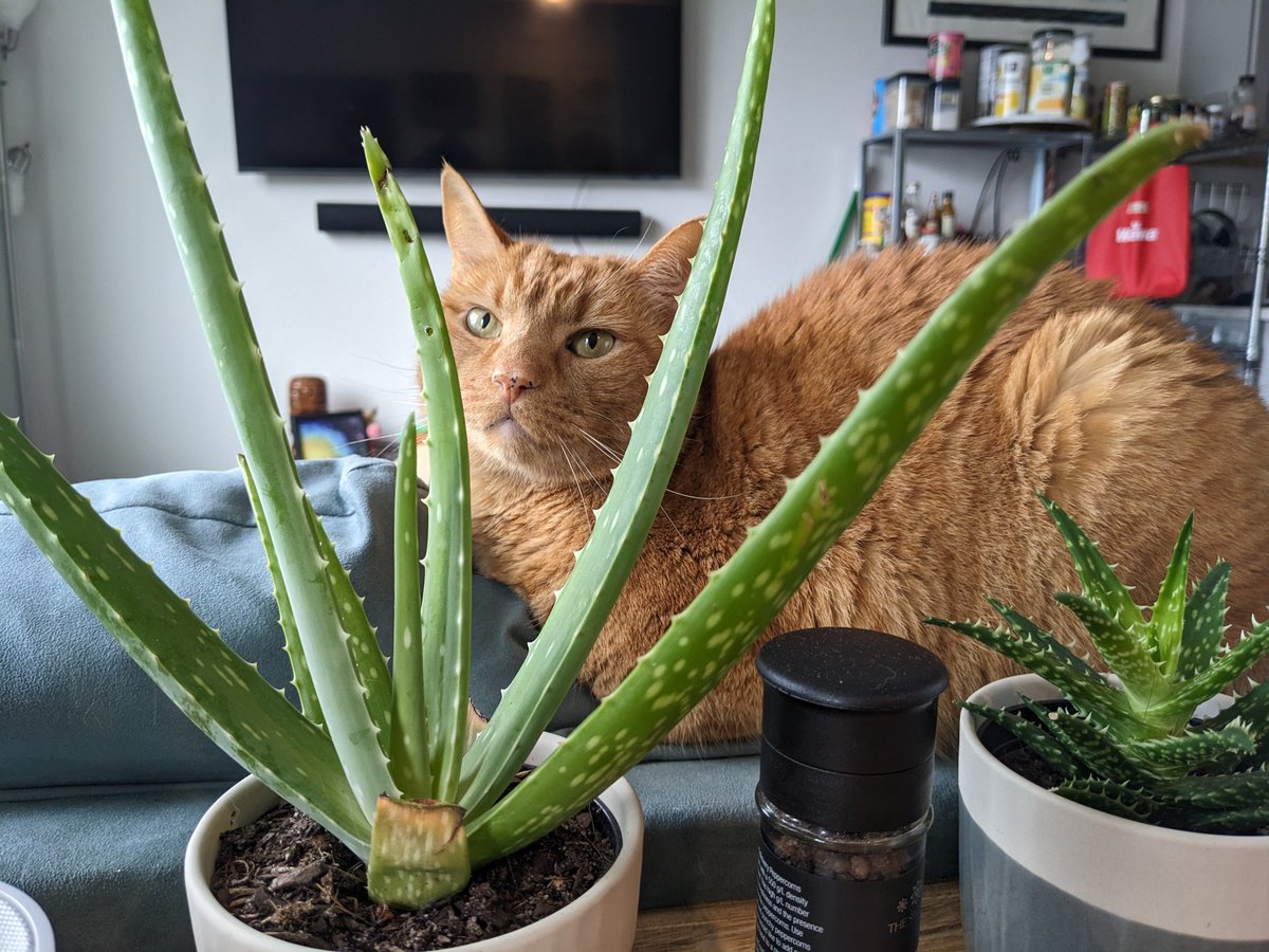 ItsGeneShorts's tweet photo. @catswithaura My Cat(us) https://t.co/TK8EQbvFgC