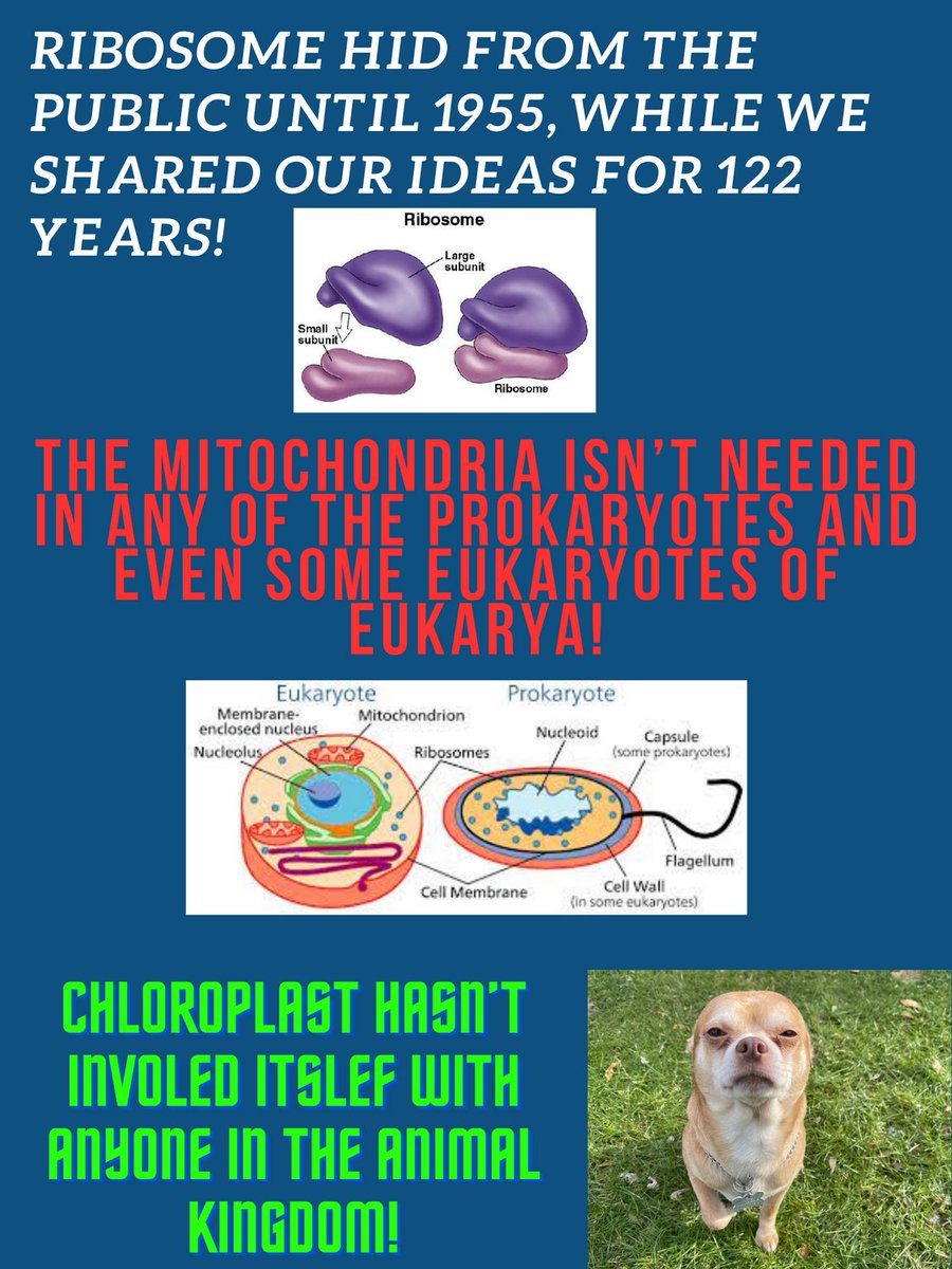 Dr. Nucleus tweet media