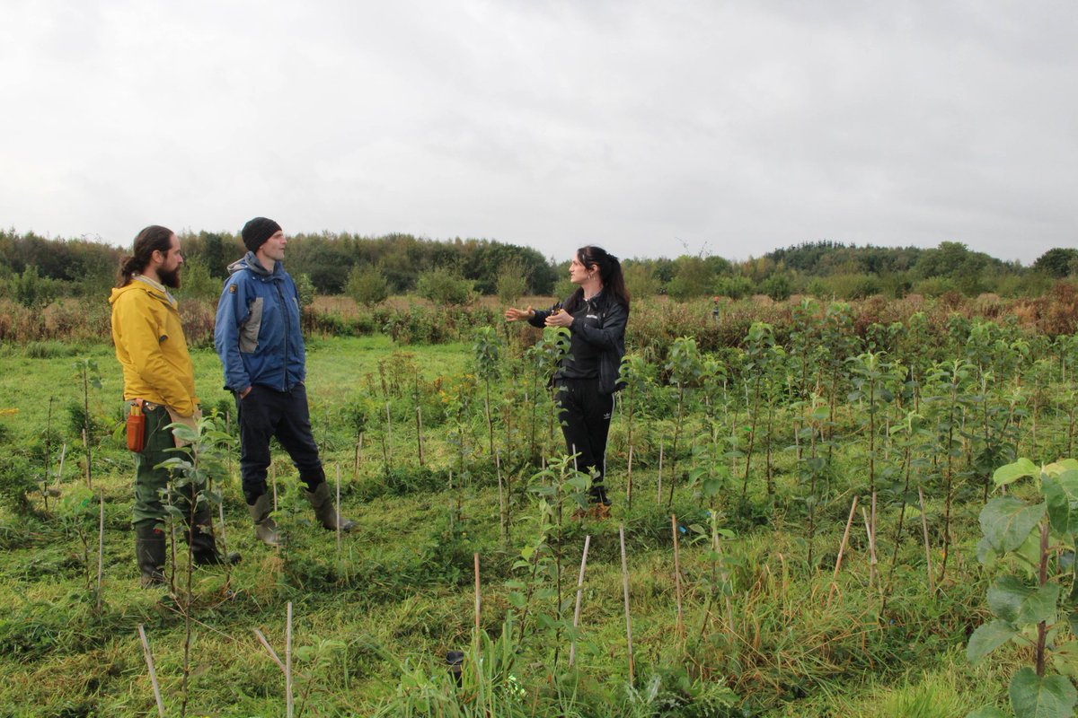 A very wet, but productive day with our #Agroforestry Gang today. Checking on our apple trees, looking at our Kindling Farm Plan's and coming up with a plan to move and plant a thousand fruit trees this winter. All exciting stuff!