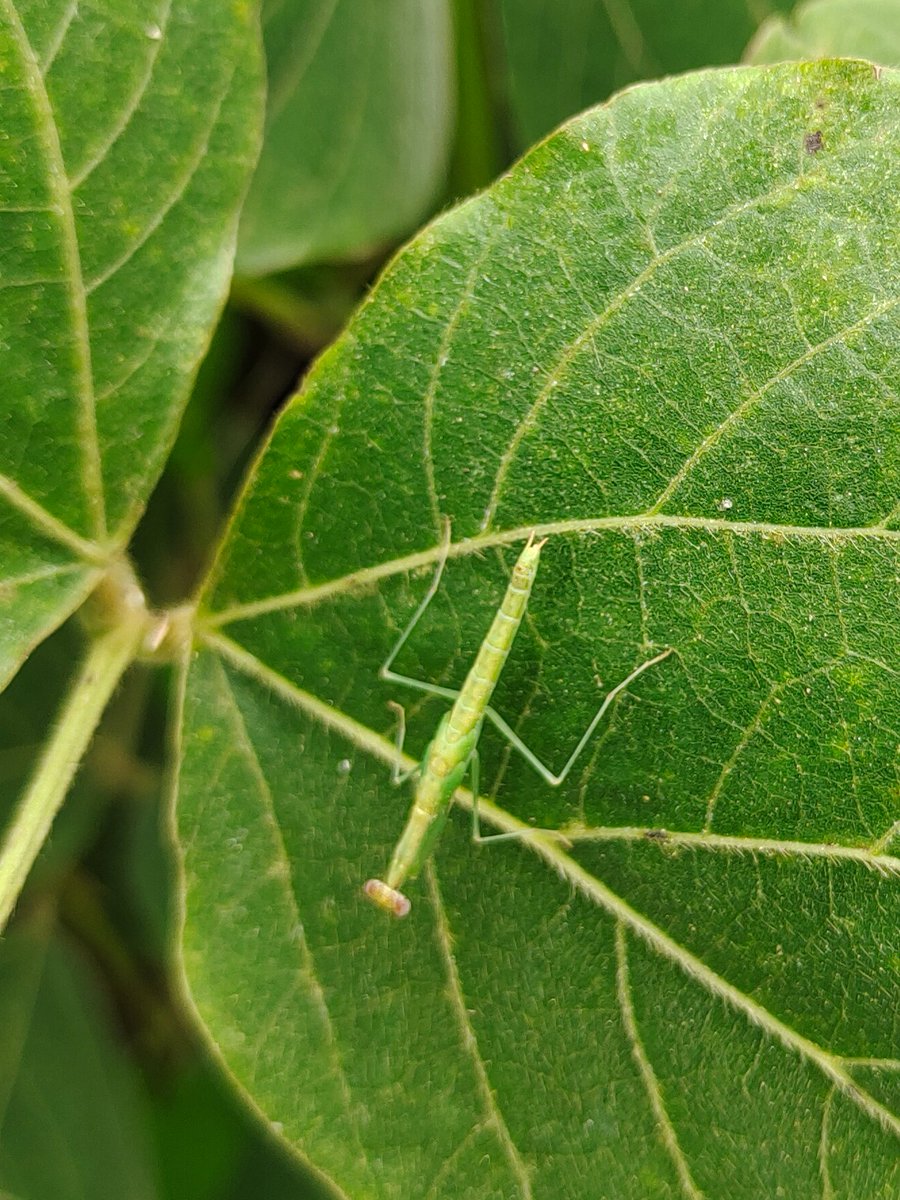 夹竹桃天蛾
不知名蝽？
华柔螳？