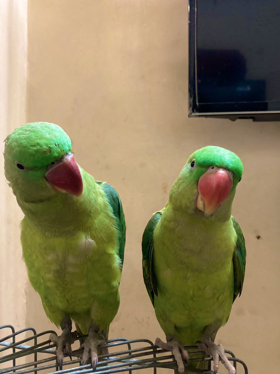 We’re busy and meanwhile these - 

Parrot 1: Squawk! Humans always on their phones, too busy for us feathered friends. Squawk!

Parrot 2: Tweet, tell me about it! We're colorful, clever, and entertaining, yet they ignore us. Tweet, tweet! 🦜📱 #BirdsMatter