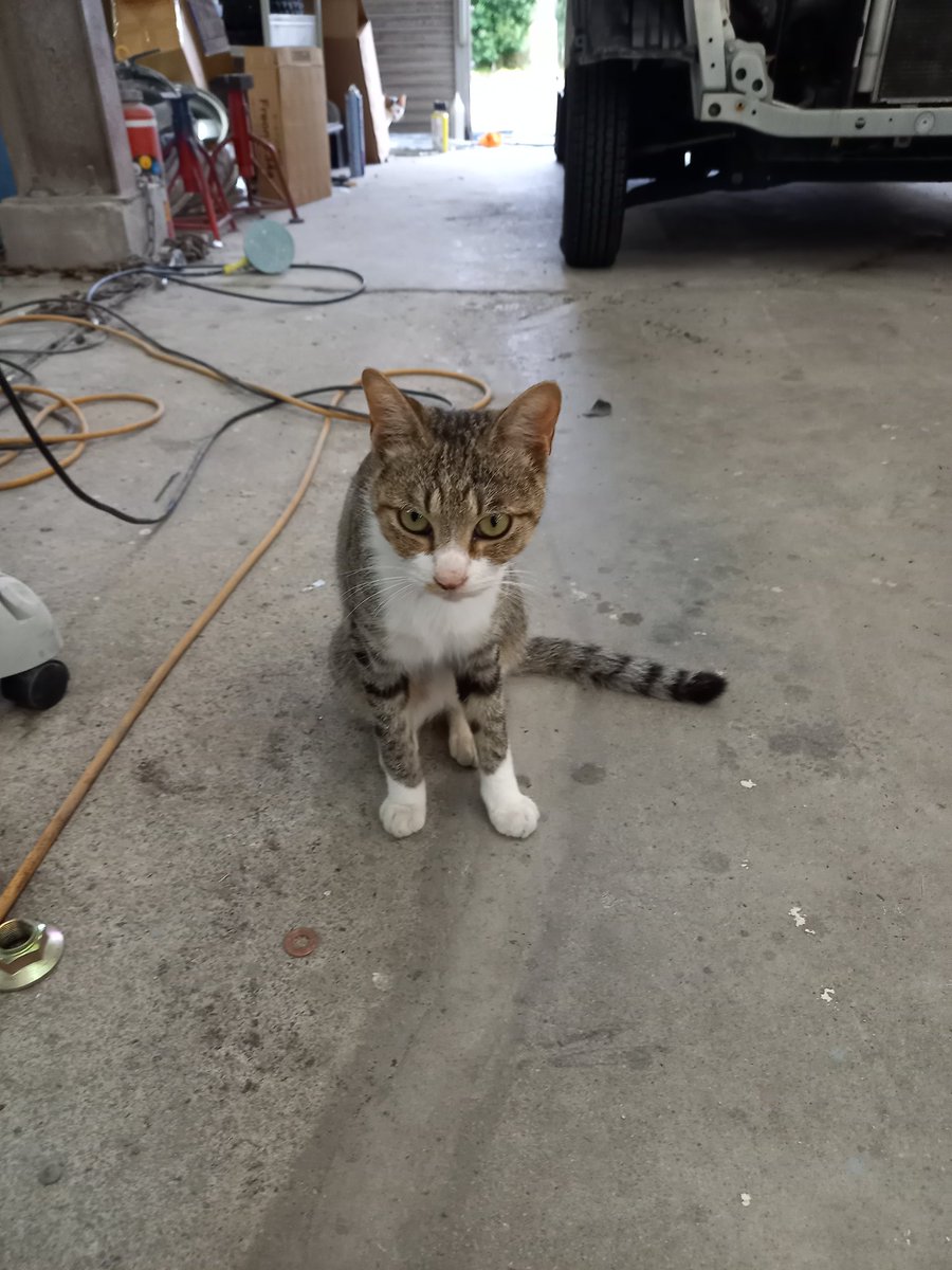 JIMSY_OYAMA's tweet photo. 普通に入って来る野良猫…猫よ、お前は違和感無いん？俺はある！あと、友達も連れて来ないで！車に興味があるなら良いけど😤　　　　かわいい https://t.co/V3pcVaIf5n