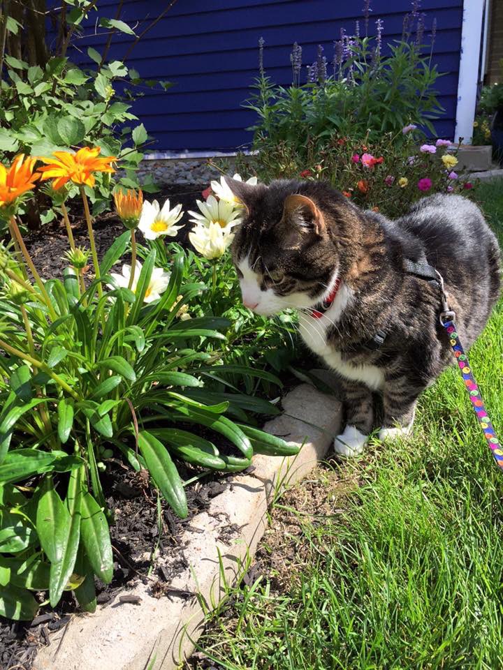 fourmeows's tweet photo. #FlashbackFriday on this #FelineFriday 😻Ruddie🌈 is one of moms angel kitties that inspired our account name. He loved going outside but only on his leash. He loved being outside and eating grass. Then go in and 🤮the grass.😹😻#ruddie #CatsOfTwitter https://t.co/sf35C5gdAX