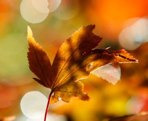 Sana22M's tweet photo. #BTC #ETH #LTC #XRP #cryptocurrency 
up period this month with Autumnal equinox
happy trading https://t.co/p0FBea0Q3T
