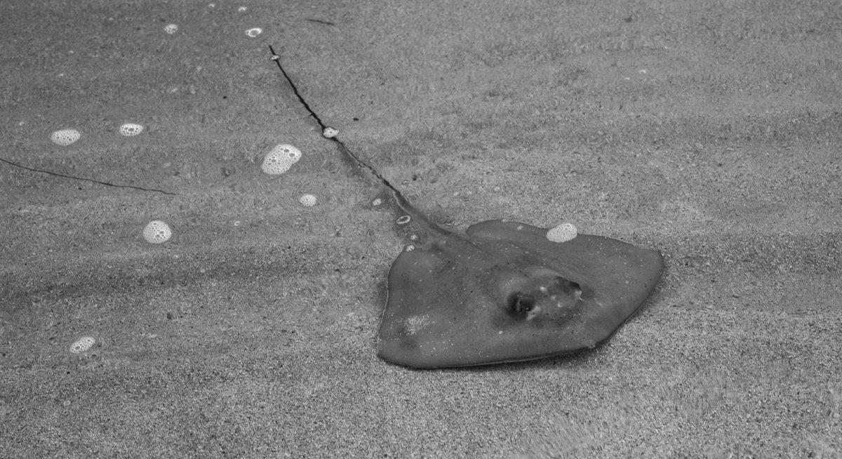 Marine Biology Shitposts tweet media