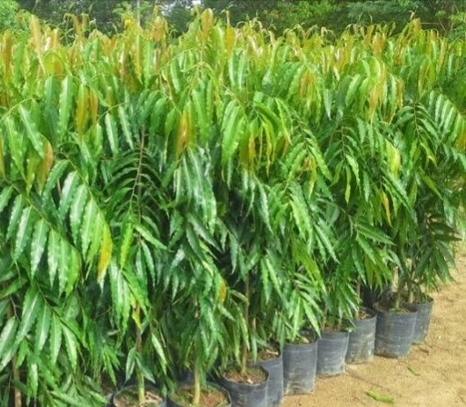 nurserylive's tweet photo. Pendula Ashok Plant: Adorn your garden with the sacred and ornamental beauty of Pendula Ashok.

Checkout:https://t.co/IDpuJs8LcD

#buyplantsonline #nurserylive #onlinenursery #PendulaAshok #PolyalthiaLongifolia #WeepingTrees #OrnamentalPlants #AsianHeritage #GardenFocalPoint https://t.co/d6o8Ojs4F5