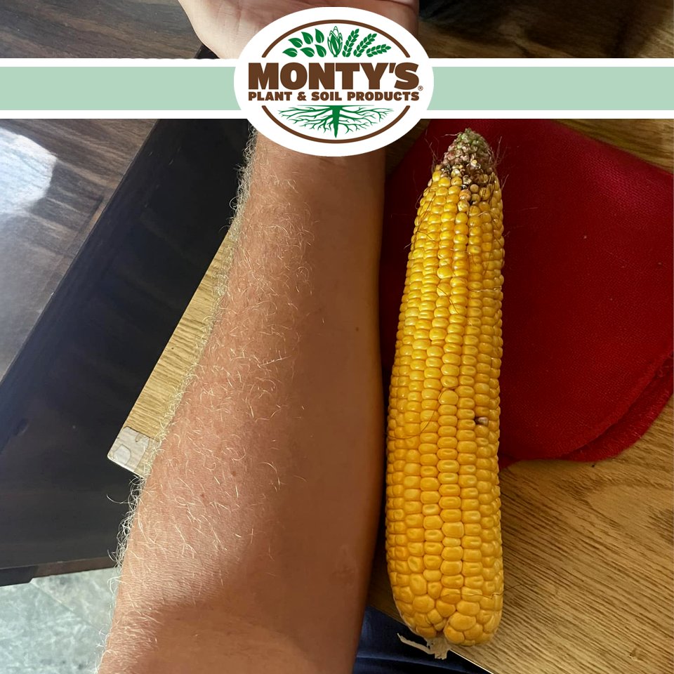 montysplantfood's tweet photo. Axis corn seed, liquid nitrogen, and Monty’s! 20 kernels around, 36 good rows up.
https://t.co/Sapd6SeibC
#humictechnology #soilhealth #humicsleader #nutrientsolutions https://t.co/GF3dgvpSPe