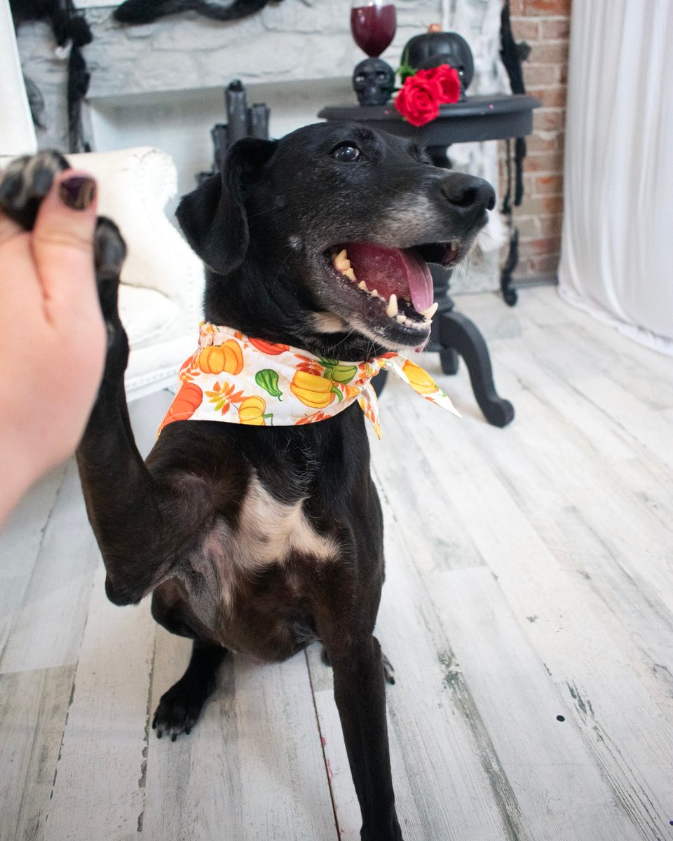 OpenDoorAnimals's tweet photo. Huge shoutout to #TheSelfieRoomStLouis for hosting us and our adorable adoptable dogs and cats! ๐ถ๐ฑ We had a blast capturing some adorable shots. Don't miss their 'dog days' for your furry friend โ follow them on social media for updates on the next event! ๐พโค๏ธ #PetFriendlyFun https://t.co/e5gtxFaWrp