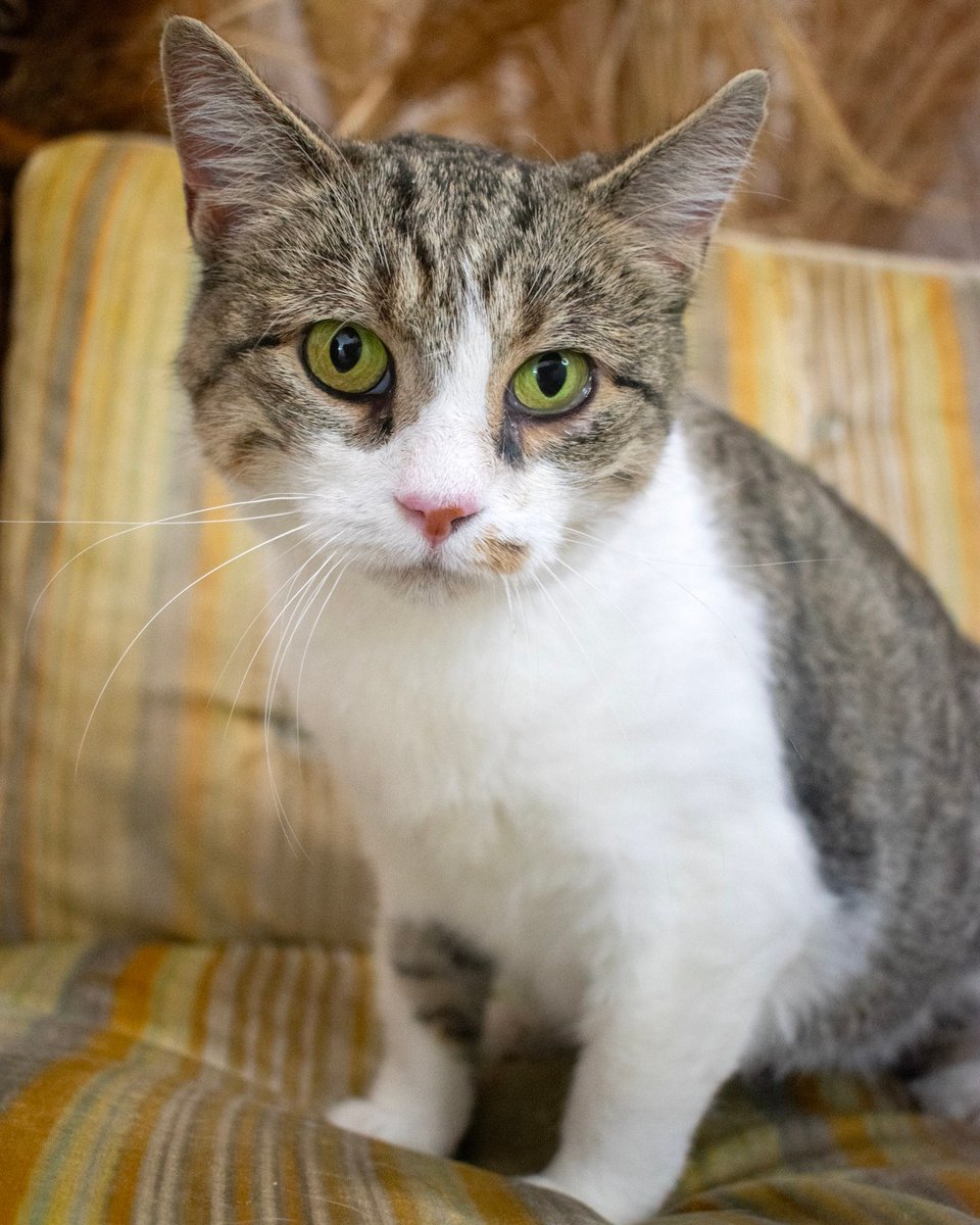 OpenDoorAnimals's tweet photo. Huge shoutout to #TheSelfieRoomStLouis for hosting us and our adorable adoptable dogs and cats! ๐ถ๐ฑ We had a blast capturing some adorable shots. Don't miss their 'dog days' for your furry friend โ follow them on social media for updates on the next event! ๐พโค๏ธ #PetFriendlyFun https://t.co/e5gtxFaWrp