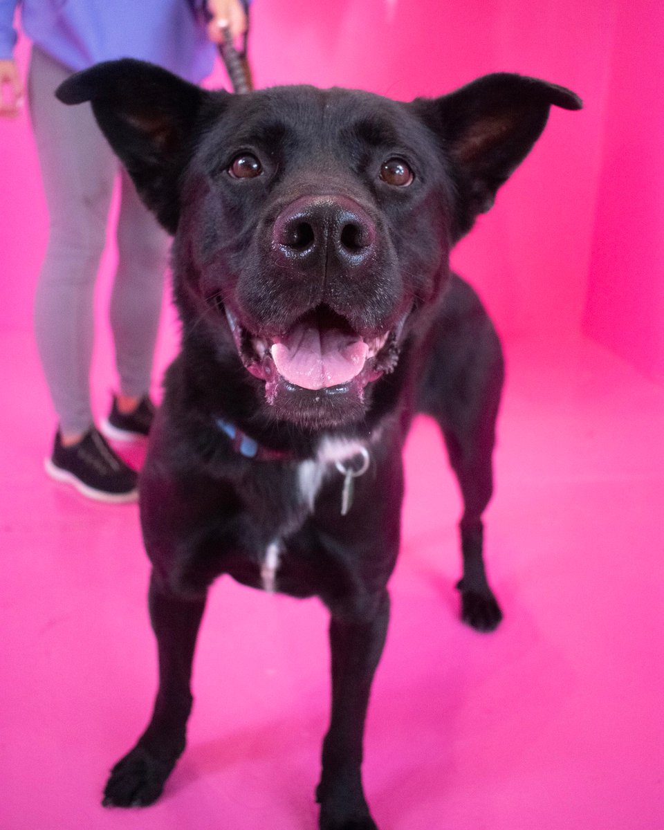 OpenDoorAnimals's tweet photo. Huge shoutout to #TheSelfieRoomStLouis for hosting us and our adorable adoptable dogs and cats! ๐ถ๐ฑ We had a blast capturing some adorable shots. Don't miss their 'dog days' for your furry friend โ follow them on social media for updates on the next event! ๐พโค๏ธ #PetFriendlyFun https://t.co/e5gtxFaWrp