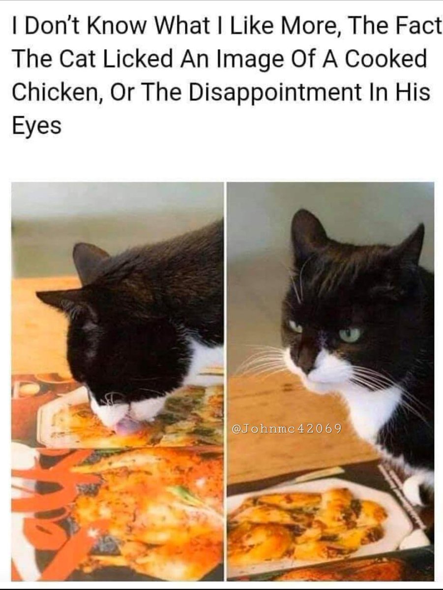 Johnsmemes's tweet photo. @ShouldHaveCat https://t.co/Kb5gs86NvV