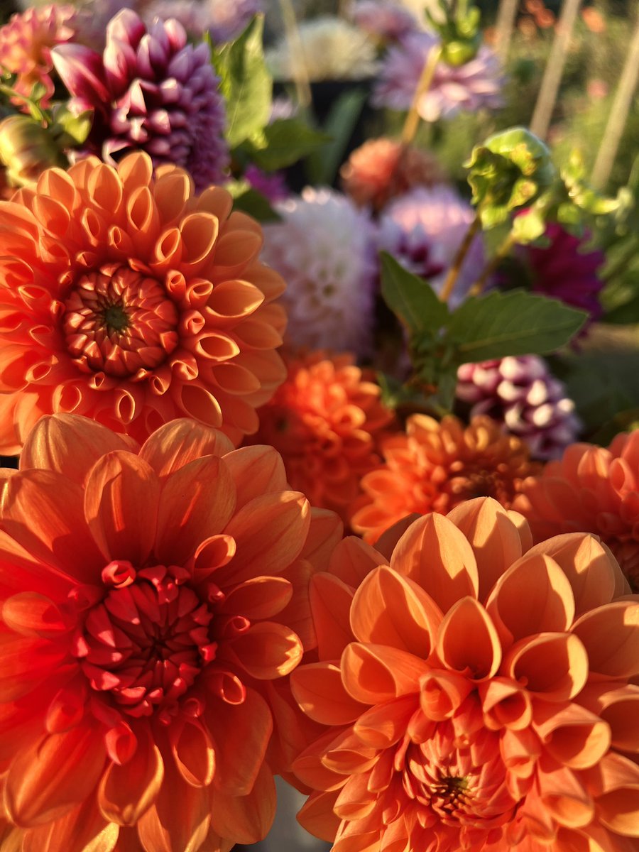 ChathamBarsInn's tweet photo. Dahlias for Days! Which one is your favorite? These are grown Chatham Bars Inn Farm and are available in our farm stand. For details: https://t.co/f5KwCyZpoS
#localflowers #dahliaseason #farmgrown https://t.co/LX6i5Huh2A