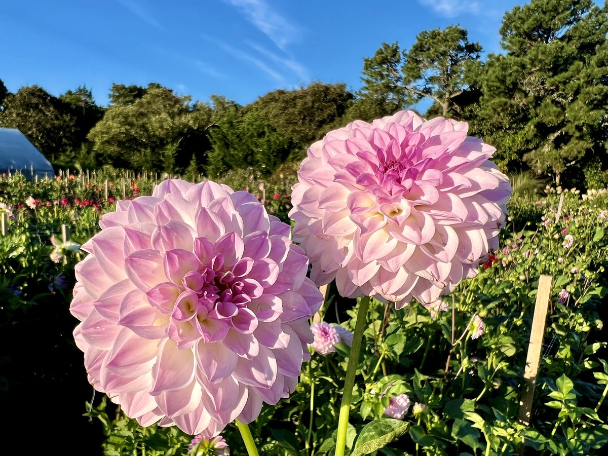 ChathamBarsInn's tweet photo. Dahlias for Days! Which one is your favorite? These are grown Chatham Bars Inn Farm and are available in our farm stand. For details: https://t.co/f5KwCyZpoS
#localflowers #dahliaseason #farmgrown https://t.co/LX6i5Huh2A