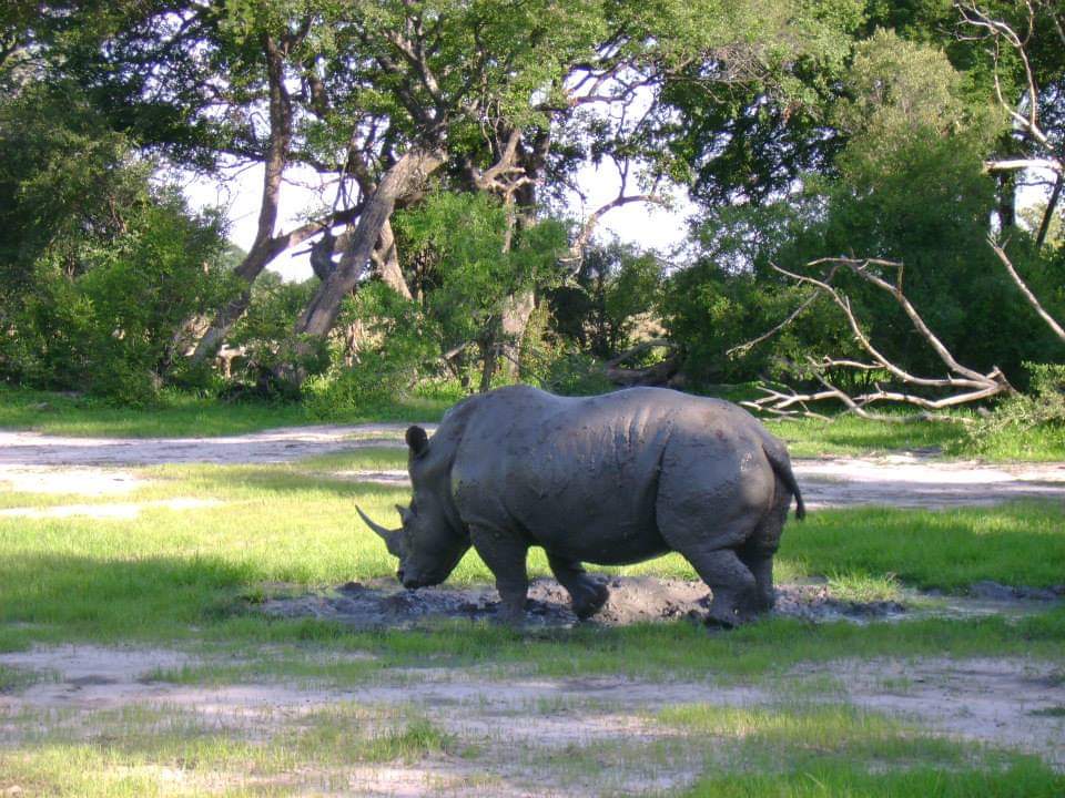 MichellePoet's tweet photo. Happy World 🌍 Rhino 🦏 Day
Let's save this wonderful species. They are special and a blessing to Earth. 🌍🦏
Photos: Michelle Morris - Rhino moments 🌍🦏
I've been blessed to experience rhinos up close. They are awesome! 🌍🦏
#WorldRhinoDay #worldrhino #rhino #respectearth https://t.co/W4Zfv2jbJw