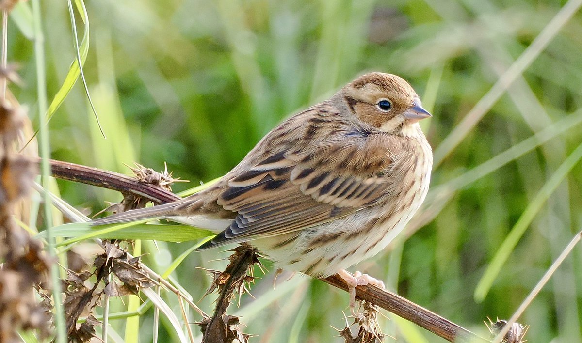 Ray O'Reilly (@oreillyreilly2) on Twitter photo I had a lovely return to the Out Skerries, Shetland today with <a href="/griffiths_lyn/">Lyn Griffiths</a> although the swell over was rather choppy. We enjoyed Little Bunting thanks to Dave Bywater, Hawfinch, Yellow-browed Warbler and a string of commoner migrants. <a href="/Pennyshotbirdin/">Penny Clarke 💙💛🇺🇦</a> <a href="/rafaelmitch/">Rafael Mitchell</a> I had a lovely return to the Out Skerries, Shetland today with <a href="/griffiths_lyn/">Lyn Griffiths</a> although the swell over was rather choppy. We enjoyed Little Bunting thanks to Dave Bywater, Hawfinch, Yellow-browed Warbler and a string of commoner migrants. <a href="/Pennyshotbirdin/">Penny Clarke 💙💛🇺🇦</a> <a href="/rafaelmitch/">Rafael Mitchell</a>