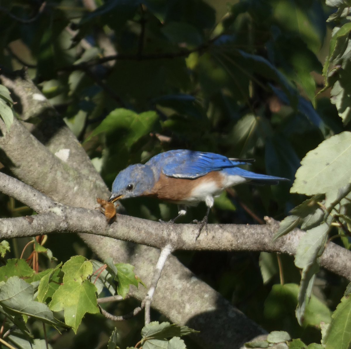Eastern Bluebird (Sialia sialis) #FloraFaunaFriday