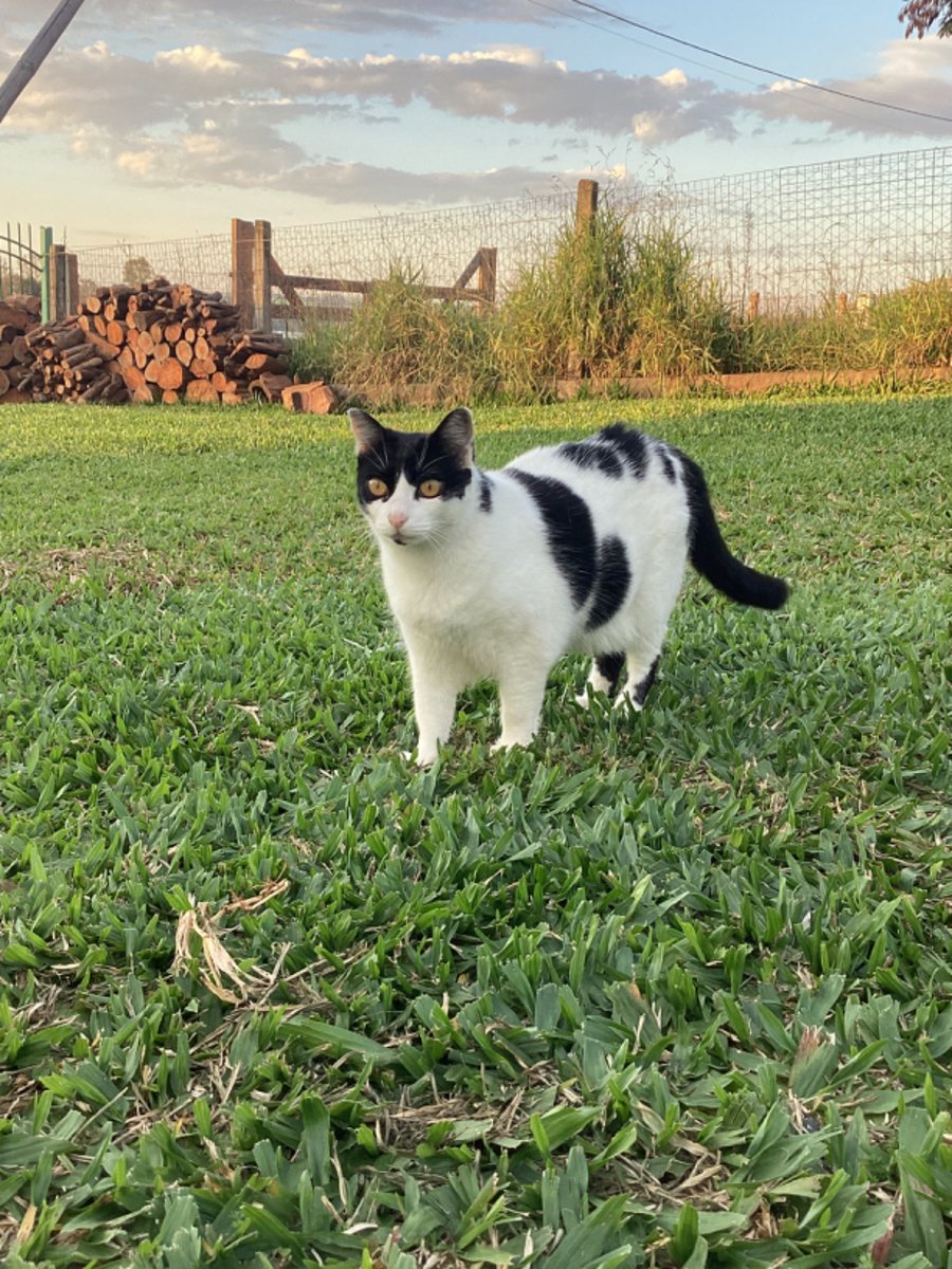 Kit__Cat__'s tweet image. CLASSIFIQUE SEU PET 

raça: gato
nome: Chloe 
beleza: 7/10 acho ela toda esquisitinha mas ainda é meu bebê 
inteligência: 7/10 nada a declarar
raiva: 100/10 se olhar pra ela ofende três gerações 
já mordeu alguém: não 
apelidos: gato gordo

+ as três juntas