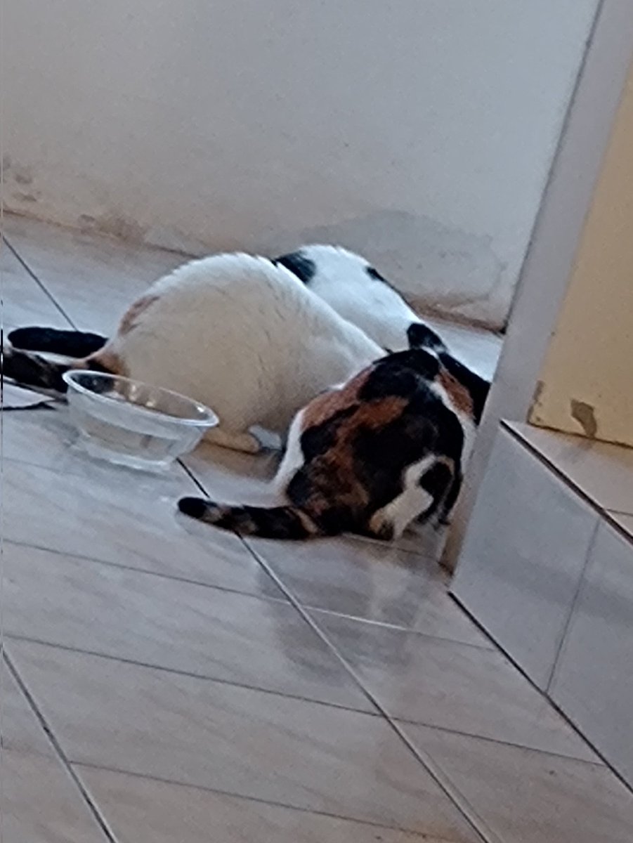 Kit__Cat__'s tweet image. CLASSIFIQUE SEU PET 

raça: gato
nome: Chloe 
beleza: 7/10 acho ela toda esquisitinha mas ainda é meu bebê 
inteligência: 7/10 nada a declarar
raiva: 100/10 se olhar pra ela ofende três gerações 
já mordeu alguém: não 
apelidos: gato gordo

+ as três juntas