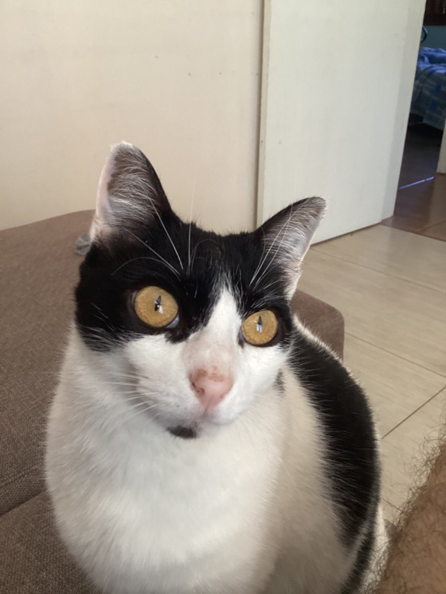 Kit__Cat__'s tweet image. CLASSIFIQUE SEU PET 

raça: gato
nome: Chloe 
beleza: 7/10 acho ela toda esquisitinha mas ainda é meu bebê 
inteligência: 7/10 nada a declarar
raiva: 100/10 se olhar pra ela ofende três gerações 
já mordeu alguém: não 
apelidos: gato gordo

+ as três juntas