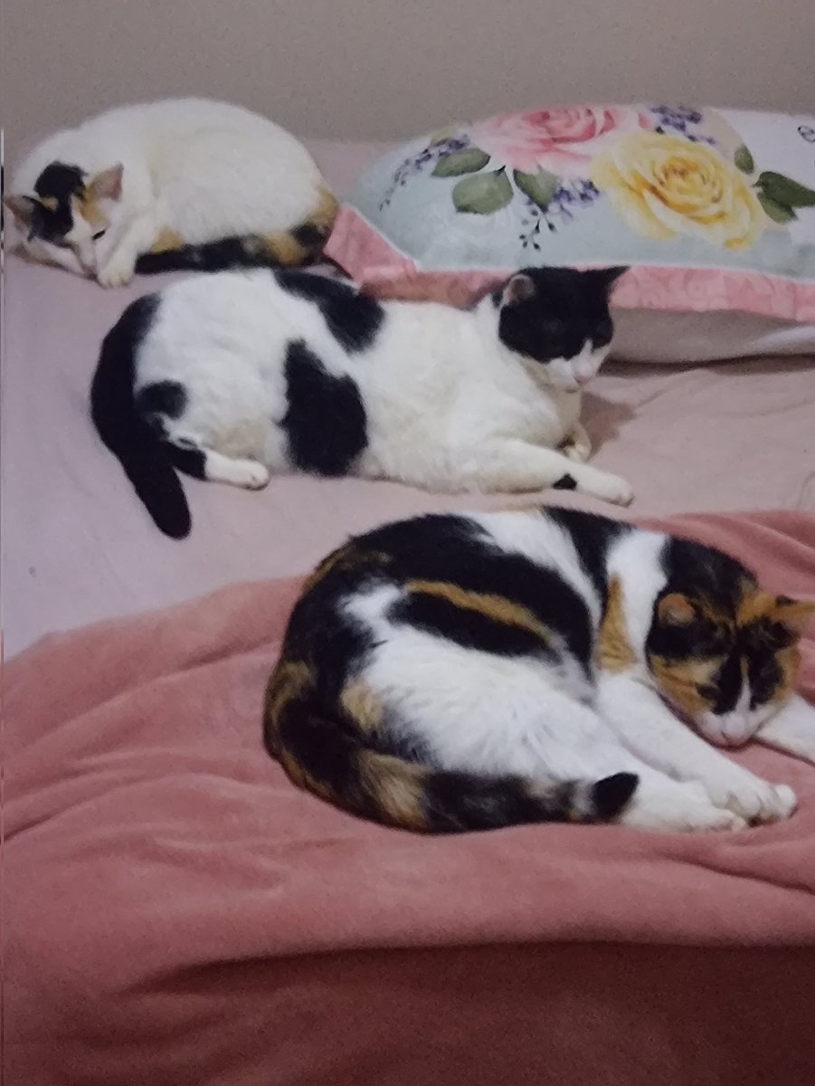 Kit__Cat__'s tweet image. CLASSIFIQUE SEU PET 

raça: gato
nome: Chloe 
beleza: 7/10 acho ela toda esquisitinha mas ainda é meu bebê 
inteligência: 7/10 nada a declarar
raiva: 100/10 se olhar pra ela ofende três gerações 
já mordeu alguém: não 
apelidos: gato gordo

+ as três juntas