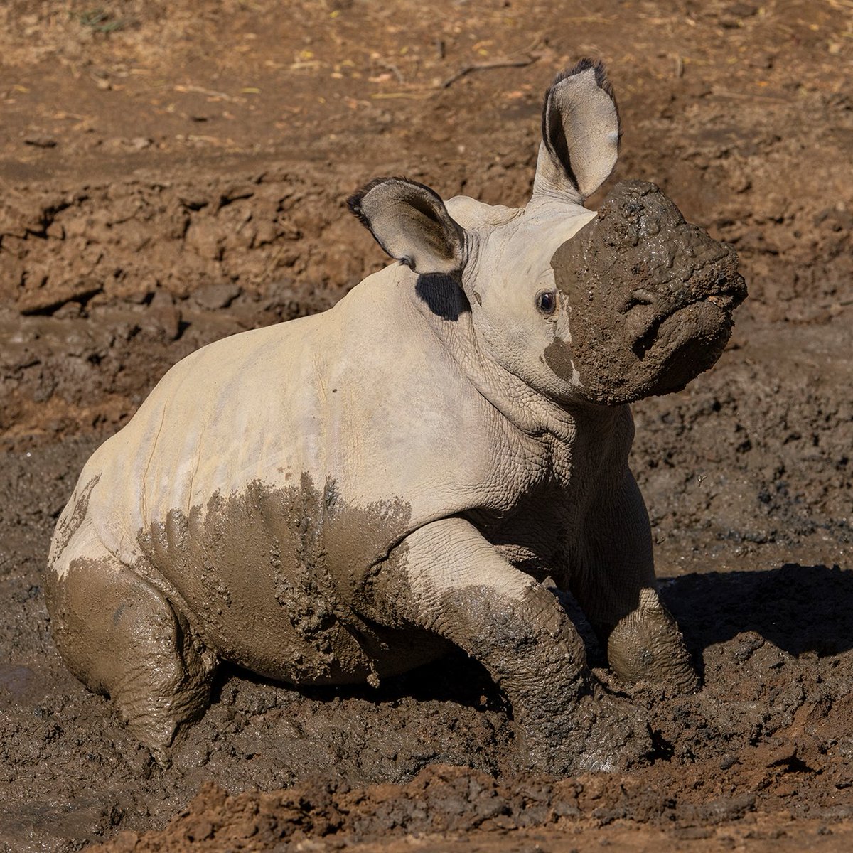sandiegozoo's tweet photo. Our muddy buddy Neville is once again asking you to help save the chubby unicorns. #WorldRhinoDay https://t.co/shUgUn96zl