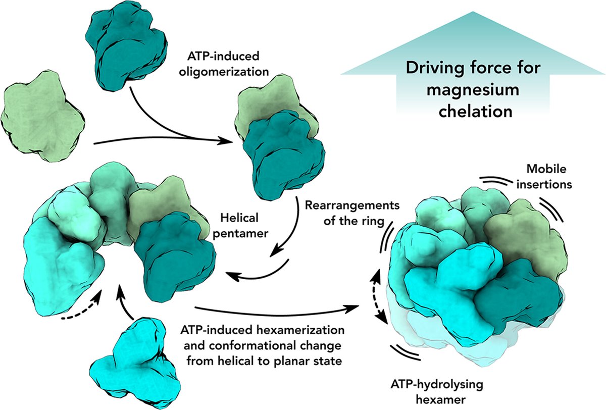 mBio (@mbiojournal) on Twitter photo The team of @dmitryshvarev and @moellergroup use #CryoEM and #Refeyn to reveal the structure of the AAA+ protein ChlI from cyanobacteria. #CellNanOs #mBio <a href="/UniOsnabrueck/">Uni Osnabrück</a> journals.asm.org/doi/10.1128/mb… The team of @dmitryshvarev and @moellergroup use #CryoEM and #Refeyn to reveal the structure of the AAA+ protein ChlI from cyanobacteria. #CellNanOs #mBio <a href="/UniOsnabrueck/">Uni Osnabrück</a> journals.asm.org/doi/10.1128/mb…