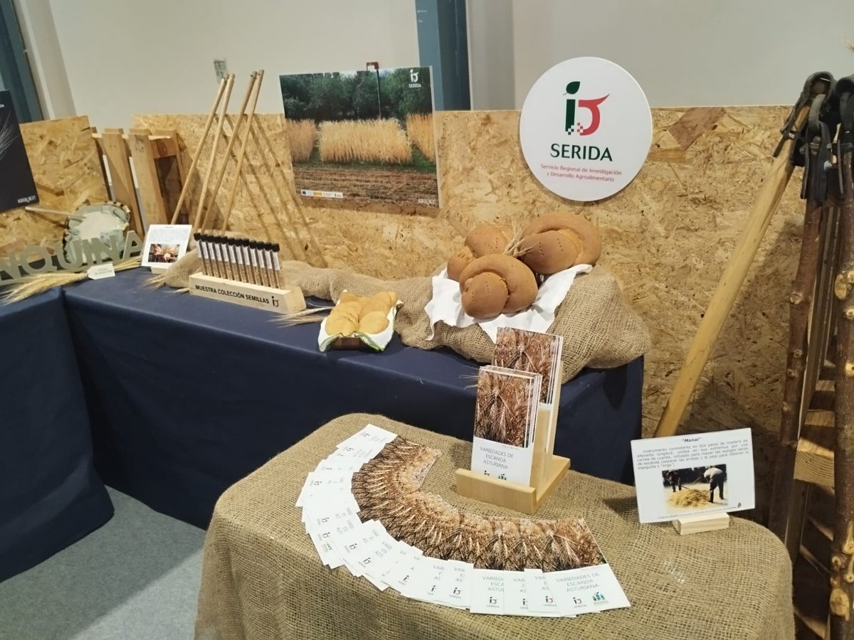 SeridaAst's tweet photo. 🌾🫐 Si piensas hoy en visitar #AGROPEC  en @Feriasturias, no te olvides de pasar a ver nuestros 2 estands ubicados en el Pabellón Asturias en los que tenemos info sobre #escanda, #arándanos y #frutosrojos

#SERIDA_GV #SERIDA_EDAF #Agroalnext @P_Recuperacion @CienciaGob https://t.co/vhUySYhtWC