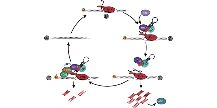 The Plant Cell in a Nutshell Nascent pri-miRNAs and HYL1 act as a scaffold to recruit transcriptional regulators to miRNA loci plantae.org/nascent-pri-mi… <a href="/mkhan1005/">Min Kyun Han</a> <a href="/ZainBader/">Zein Eddin Bader</a> @C_D_M_Moeller <a href="/manavellalab/">Pablo Manavella</a> <a href="/AxelGiudicatti/">Axel Giudicatti</a>