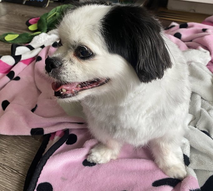 🚨BREAKING NEWS🚨  Miss Moo has been groomed.   Even with the scar from #MooGate2023 she is just as gorgeous<a href="/tag/moogate2023"class="tags"><span>#moogate2023</span></a>