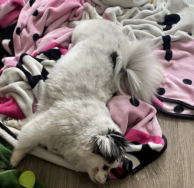 🚨BREAKING NEWS🚨  Miss Moo has been groomed.   Even with the scar from #MooGate2023 she is just as gorgeous<a href="/tag/moogate2023"class="tags"><span>#moogate2023</span></a>
