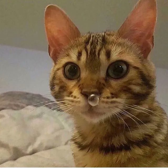 Why you should have a cat (@shouldhavecat) on Twitter photo 