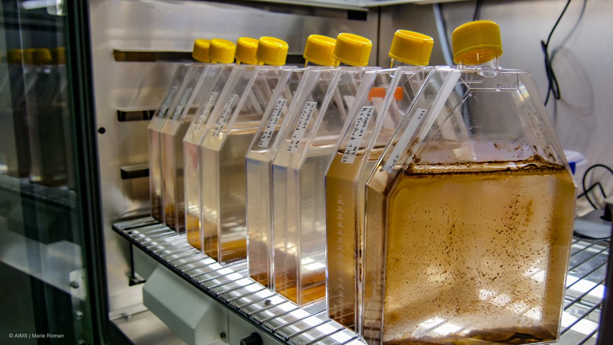 New open-access 📰in the journal Coral Reefs 👇

"Heat-evolved microalgal symbionts increase thermal bleaching tolerance of coral juveniles without a trade-off against growth"

link.springer.com/article/10.100…