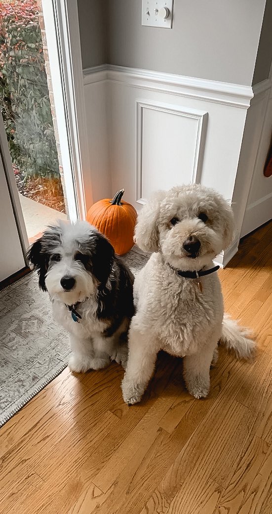 DePaul Women’s Soccer tweet media