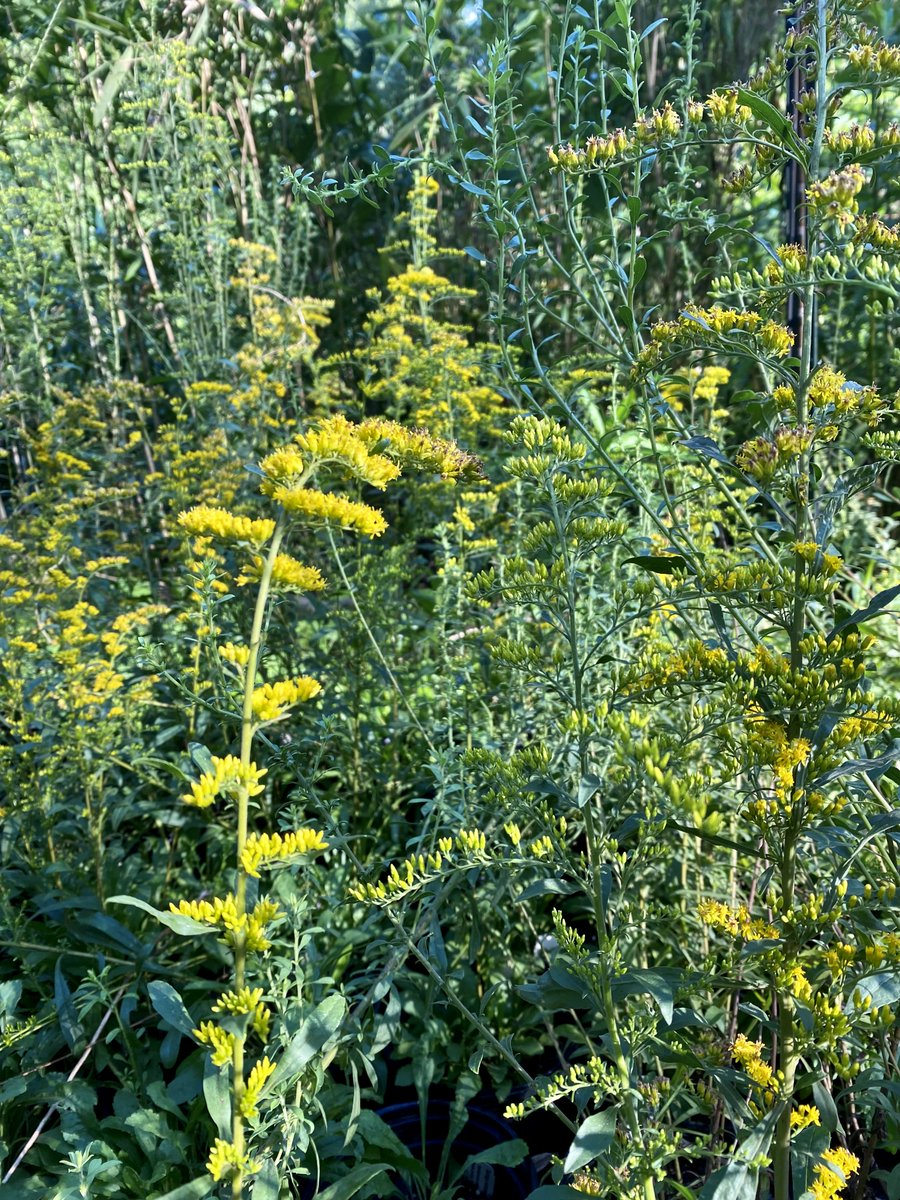 The complete plant list for the Upstate Fall Native Plant Sale will be coming out in October, but meanwhile enjoy reading about a few favorite wildlife-attracting plants that will be available: scnps.org/plants-for-wil…