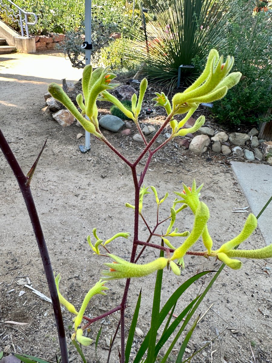 MsSmartyP's tweet photo. Happy #SillySeptember #FoliageFriday - "KANGAROO PAW" (anigozanthos) Name is from its woolly, tubular flowers, which open to look like a kangaroo’s curved fingers. Native to southwestern Australia, there they grow in sunny areas that get winter rain. @thewaterconservationgarden https://t.co/RXCRW6Aeel