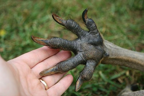 Happy #SillySeptember #FoliageFriday - "KANGAROO PAW" (anigozanthos) Name is from its woolly, tubular flowers, which open to look like a kangaroo’s curved fingers. Native to southwestern Australia, there they grow in sunny areas that get winter rain. @thewaterconservationgarden