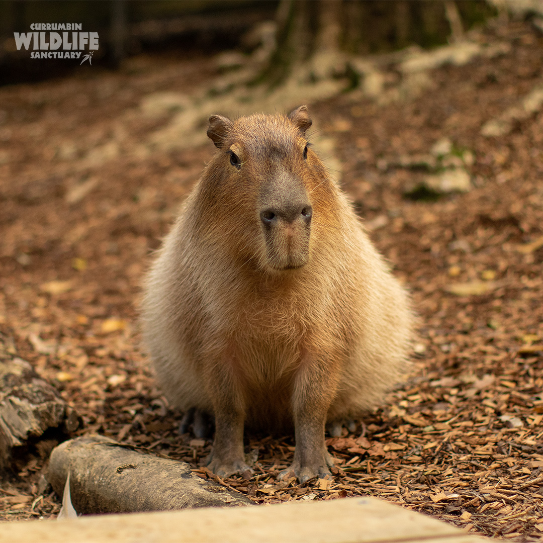 Happy Saturday! ☀️ Take advantage of the sunny weather and explore the grounds of Currumbin Wildlife Sanctuary this weekend. Be sure to keep an eye out for our Capybaras in the Lost Valley precinct. #CurrumbinWildlifeSanctuary #Capybara #GoldCoast #Australia #Queensland