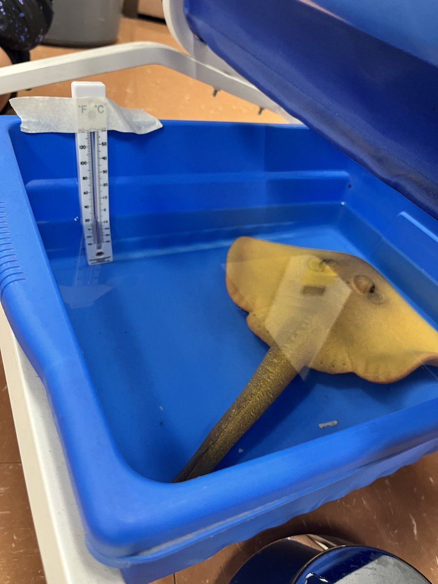 They are determined to find out why the grow creature placed low is growing faster &amp; bigger than the other one placed up high. We are investigating their water temperature prediction.