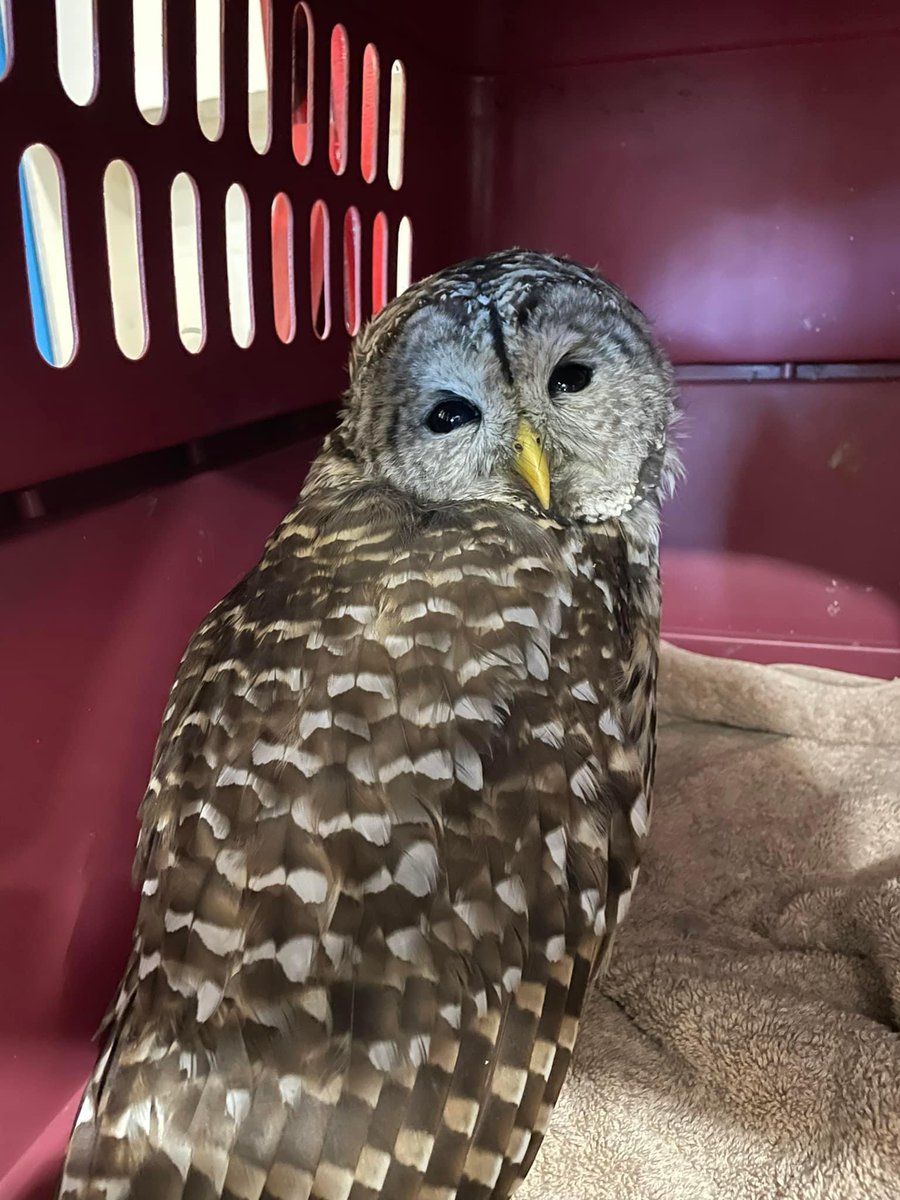 NI Wildlife Recovery tweet media