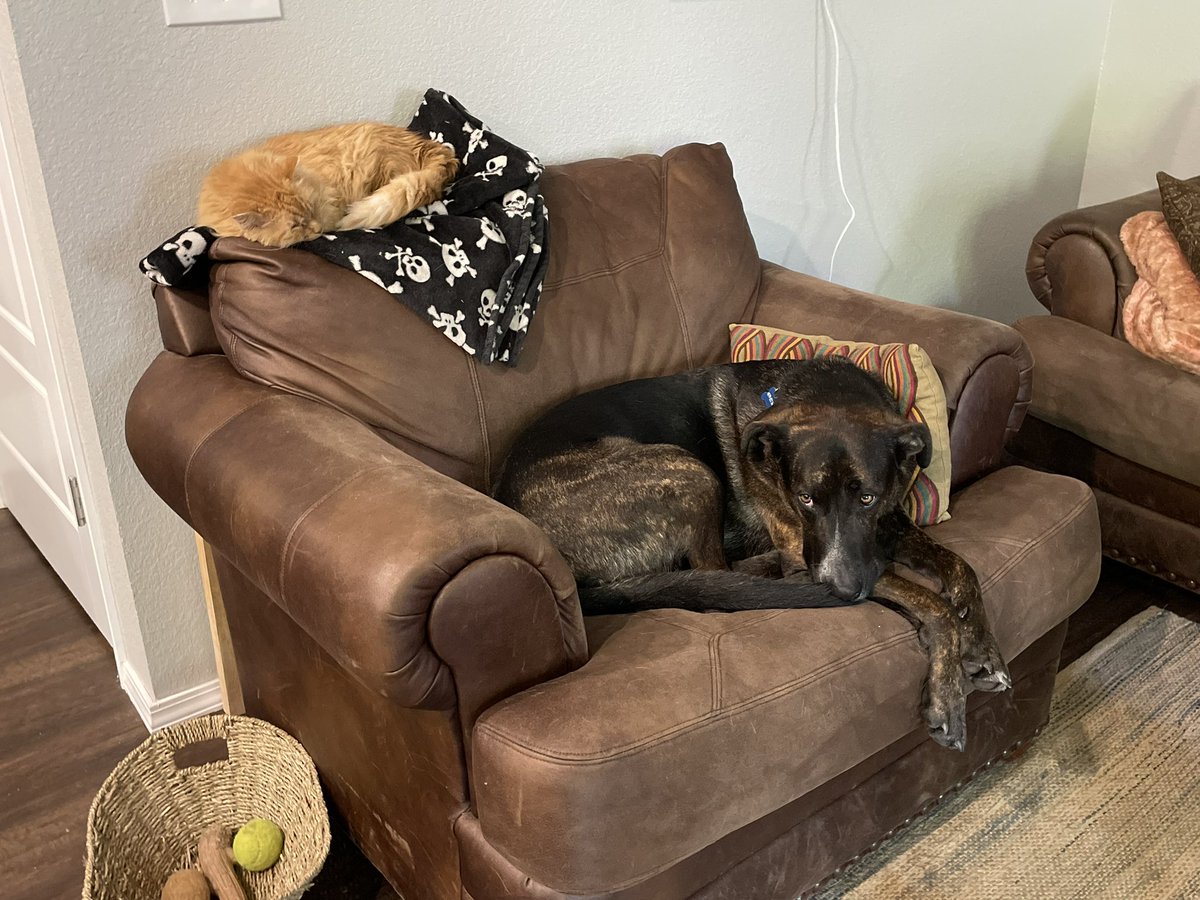 Astronyat's tweet photo. Sometimes I vaguely discount how utterly unhinged me and my roommates are then I remember that we call their 80 lbs dog “just a little dog” https://t.co/YsjSaXGkhE