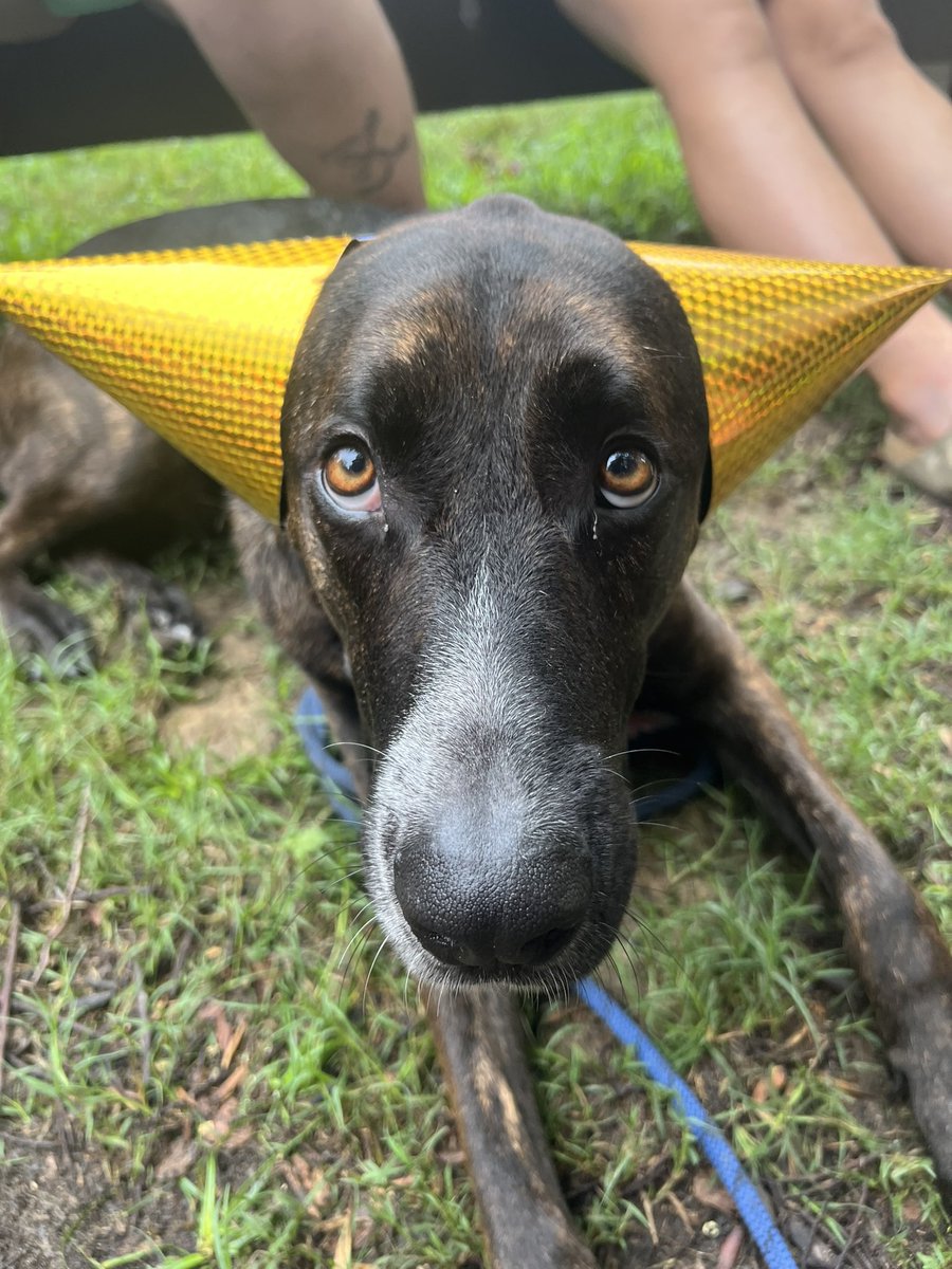 Astronyat's tweet photo. Sometimes I vaguely discount how utterly unhinged me and my roommates are then I remember that we call their 80 lbs dog “just a little dog” https://t.co/YsjSaXGkhE