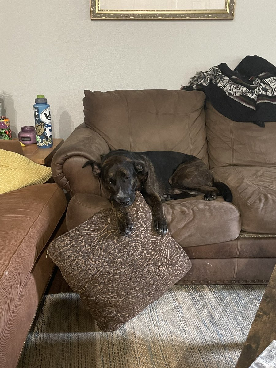 Astronyat's tweet photo. Sometimes I vaguely discount how utterly unhinged me and my roommates are then I remember that we call their 80 lbs dog “just a little dog” https://t.co/YsjSaXGkhE