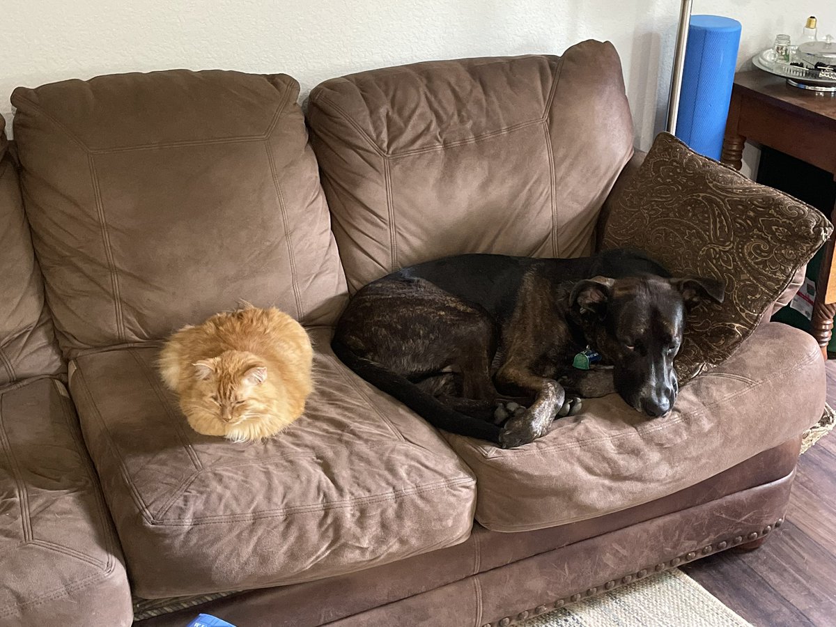 Astronyat's tweet photo. Sometimes I vaguely discount how utterly unhinged me and my roommates are then I remember that we call their 80 lbs dog “just a little dog” https://t.co/YsjSaXGkhE