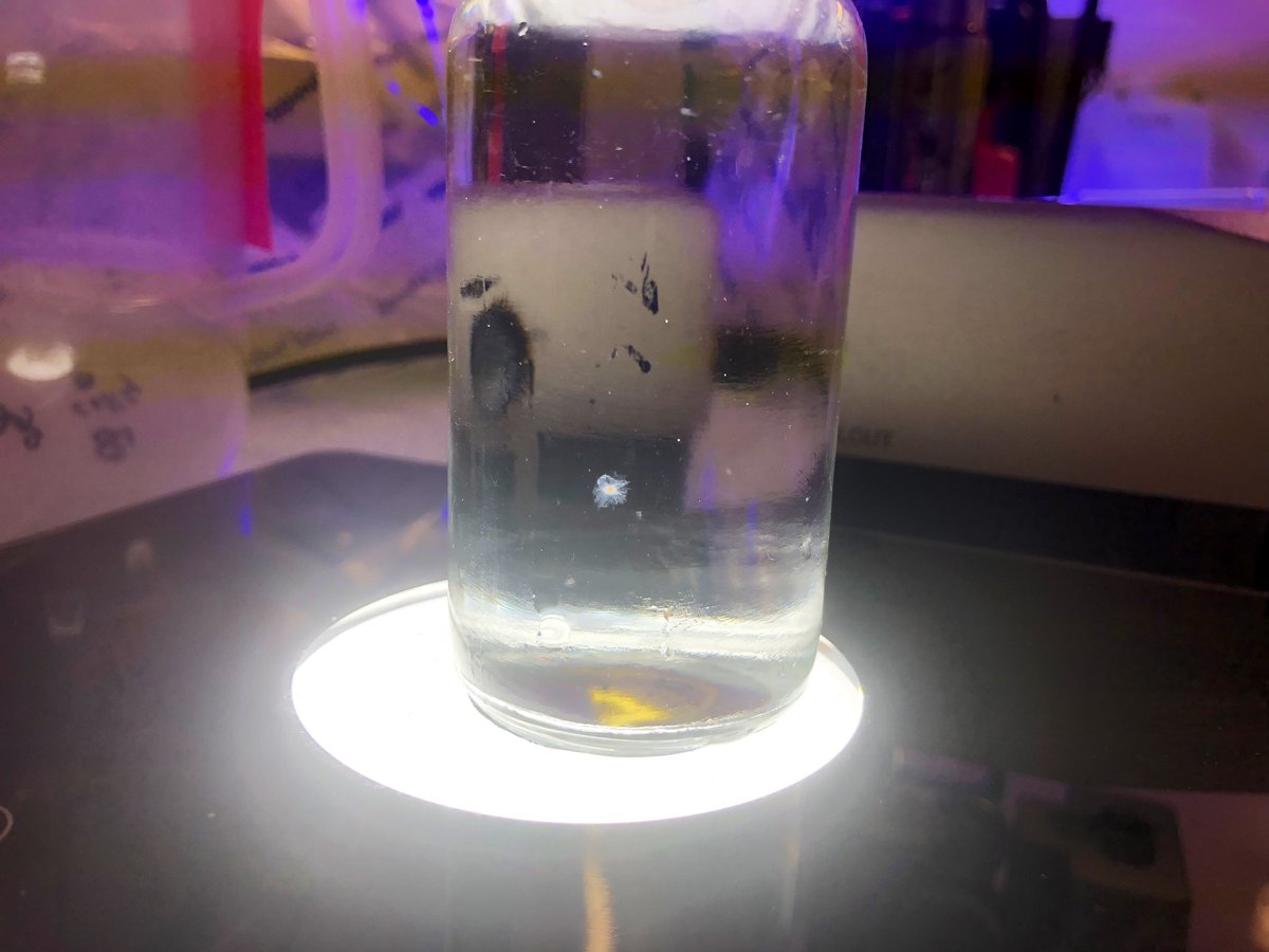 PETRARCHproject's tweet photo. As we spend the day bemoaning spending hours looking for - and often losing - all of our tiny radiolarians in their jars, this O. universa silently mocks us. https://t.co/DbLa4VhYlG