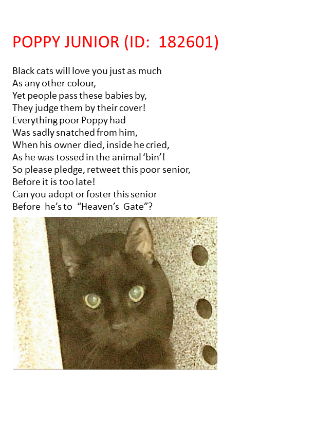 🆘#URGENT TBD/EUTH ANY DAY!!🆘

🚨EXTREMELY HIGH EUTH RISK DUE TO AGE (16 YRS) AND MEDICAL ISSUES!!!🚨  

#NewYork #NYC #NYCACC #Cats #AdoptDontShop #Rescue #Manhattan #pledge2savealife #Boroughbred #CatsOfTwitter #CatsOnTwitter #pledge #Adopt #Foster #Anipals #Senior
