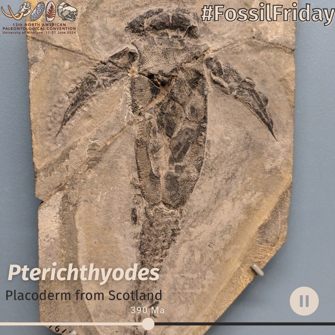 Napc2024's tweet photo. #FossilFriday by #Devonian 🪽🐟 Pterichthyodes🥁 
O you take the salty road, &amp; I'll take the fresh road
And I'll be in #Scotland afore ye
But me &amp; my #placoderm armor will never meet again
On the bonnie, bonnie bottom of a lakebed. 🏴󠁧󠁢󠁳󠁣󠁴󠁿

#napc2024 #fossil #paleontology @UMichPaleo https://t.co/5EiasvXjBq