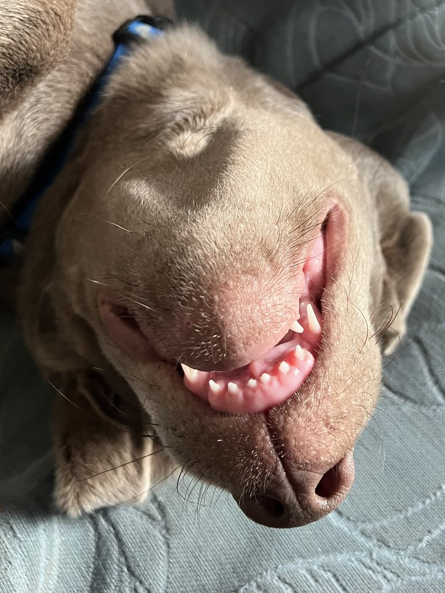 TEETH!!! 🦷 Can’t wait for these shark teeth to start dropping 😅😅😅
#puppiesoftwitter #puppiesofX #dogsoftwitter #dogsofX #silverlab #puppylife